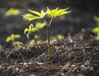 市场上售卖的野生三七出自哪里？