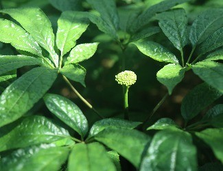 三七养生茶的功效和作用——三七杜仲茶