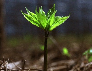 三七的普通种植和GAP种植有什么不同？