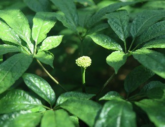 三七怎么吃：凉拌三七花虫草花，风雅吃花，清爽养生