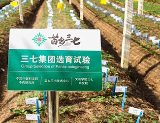 杨生超教授谈三七品种选育面临的挑战