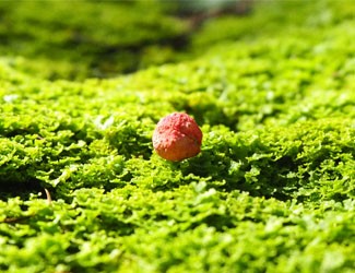 一颗红籽，千年的“金不换”