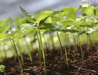种三七竟然这么多讲究！