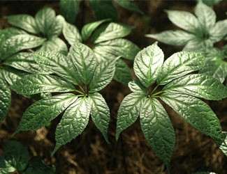 为什么立春后要吃三七？春季养肝的秘密在这里