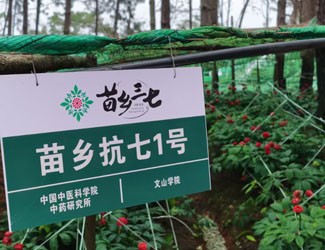 苗乡抗七1号第三次入选省级主导品种！