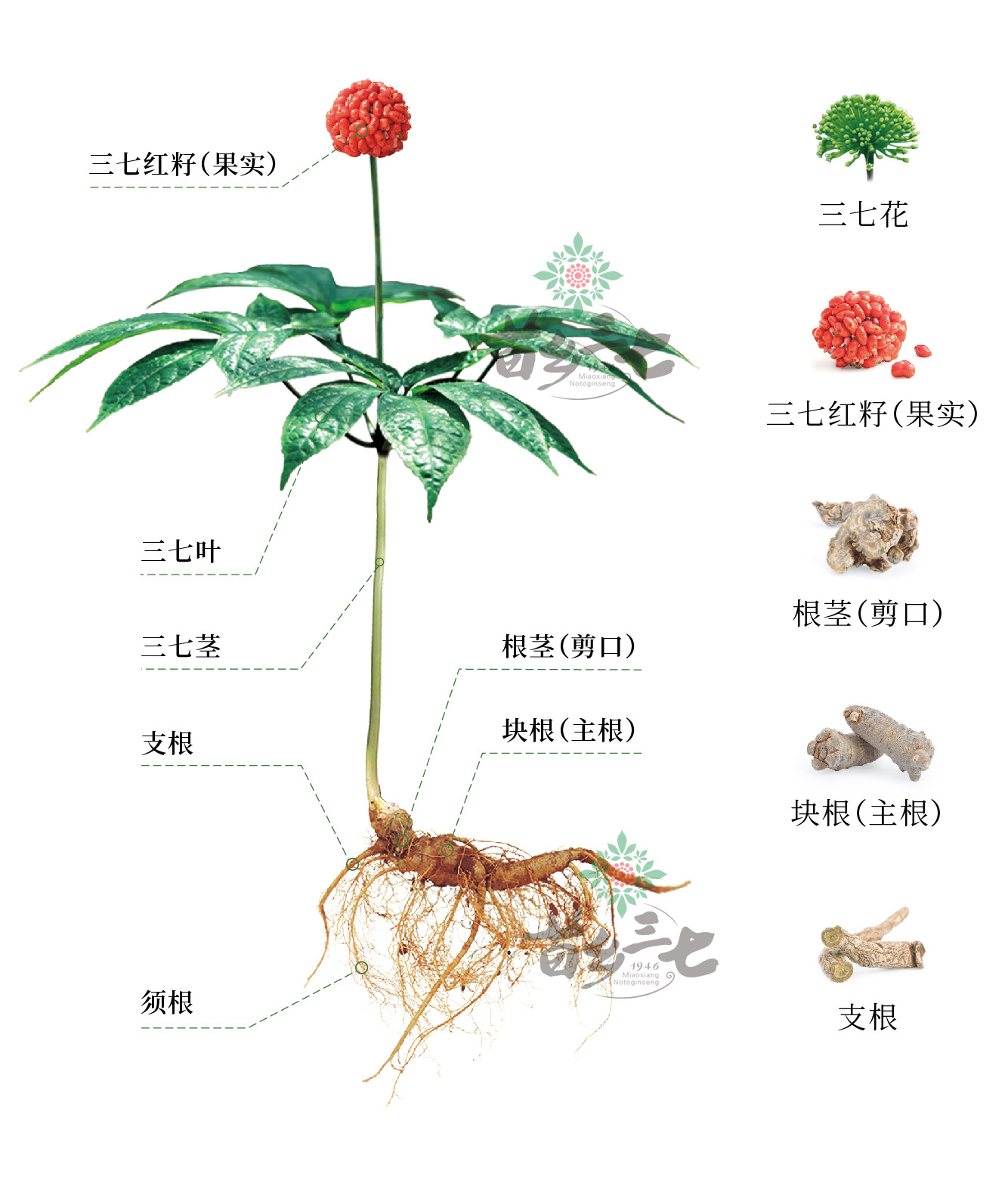 主根多入药,有活血化瘀,消肿定痛功效;三七根也可以用来泡酒,煲汤,味